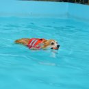 서울펫츠베이 이미지