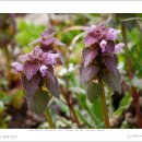 자주광대나물(Lamium purpureum) 이미지