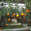 태경농원 이미지