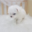 오아이펫 이미지