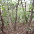 강변의 숲속 이미지