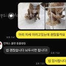 쿨펫동물병원 | 내돈내산 슬개골탈구 병원 선택부터 수술 당일 1일차 후기/일산 쿨펫 동물병원 킨텍스로점 / 양측...