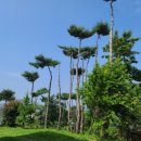 더마레풀빌라 이미지