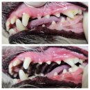 김s 동물병원 이미지