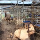 주성농장 이미지