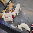 개털깍는 사랑이네 이미지