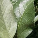 응애농원 이미지