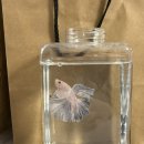 감염병으로부터 우리 아이 건강하게 키우기 | [ 베타 물고기 처음 키우기 🐠 / 분양·어항·관리 초보 입문 후기 / (전문샵 꿀팁) ]