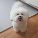 연세리치과의원 | 세리의 세균성 방광염 치료 일기 : 수원 당신의동물의료센터