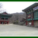 금닭