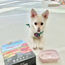 벅시 - 중구 종로 35 | BUGSY'S 벅시 동결건조 와일드 보어 급여 후기