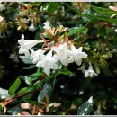 댕강 댕강 이미지