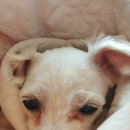 졸리 파이 이미지