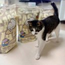 펫노우 | 먼지 없는 고양이 화장실 모래 추천 - 무향, 천연 고양이 모래 세이오앙 고양이 카사바 모래