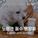 브이케어동물병원 | 강아지 항산화 영양제, 유한양행 레시피브이뉴트리헬스 15살 말티즈 솔직후기