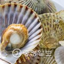 오도독 중앙일보