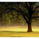 나무한그루 이미지