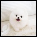 펫아미 강아지분양 고양이분양 동탄점 이미지