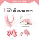 사하동물병원 | 여 중성화 및 입술 열상 봉합 수술- 바다 [ 사하동물병원 ]