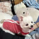 뽀도DOG 이미지