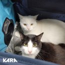 친구가 될 동물병원 이미지