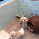 펫파민트 이미지