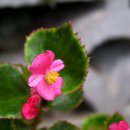 베고니아 이미지