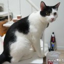 [구름이 생식일지]10월2일 / 민서기 없이 시중업체 간 통닭으로 간편하고 쉽게 생식만들기~ (초보자용)
