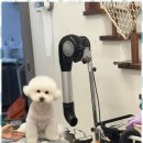 우리 펫 살롱 이미지