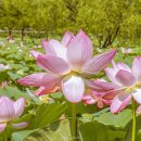 GS25 양평리버마켓점 | 양평 세미원 연꽃축제 2025 예약방법 &amp; 관람 완벽 가이드 (입장권 예매하기)