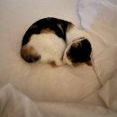 크로베한라 | 제주도 감성 숙소, 크로베 한라💙