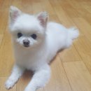 라컴 이미지