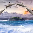 물뿜는 고래 이미지