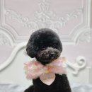 사림동253 이미지