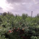 별꽃민박 이미지