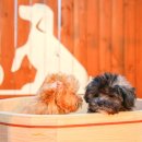 에르멍스 이미지