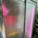 샤론  꽃  화원 이미지