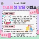 허니모모 애견미용실 | 용인 애견미용 타로몽 후기 : 2년 단골 내돈내산 &amp; 비용 변경 안내