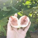 신선농원 | 무화과 신선함 그대로! 봄봄농원 홍무화과 &amp; 청무화과 농장직송 후기