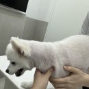 인천타워대로~첨단대로 | 송도24시동물병원 오케이동물메디컬센터 피검사 간수치 추적검사 후기