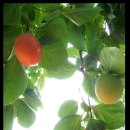 남도나주곰탕 이미지