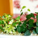 아이비팜 이미지