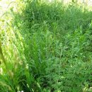 용암천1 이미지