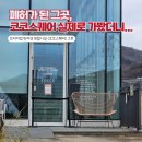 코코스퀘어 애견미용 | 코코스퀘어 파산 사태 총정리 | 반려견 복합문화공간의 몰락 😢