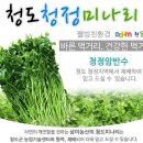 신토불이 친환경 청도미나리 50% 맛보기 이벤트 이미지