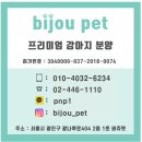 비숑테네리페 | 잠실강아지분양 비숑프리제 이쁜아가들 천국♪