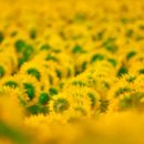 365 | PH365 유산균 베이비, 효과·후기·복용법