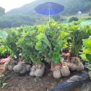 오성농원 이미지