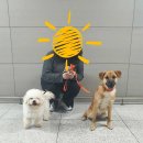더프라임펫샵 | 겨울 캐나다 여행(2/8~17) ① - 밴쿠버(유기견 해외이동봉사 후기)