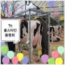 경진목장 | 🐄 젖소 (홀스타인) 경진대회